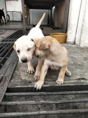 Whitey &amp; Lucky - Mixed Breed Dog