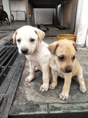 Whitey &amp; Lucky - Mixed Breed Dog