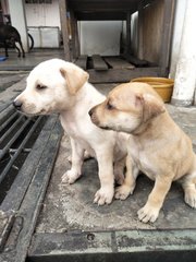 Whitey &amp; Lucky - Mixed Breed Dog