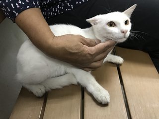 Hinata - Domestic Short Hair Cat