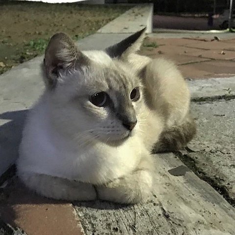 Mumu - Balinese + Siamese Cat