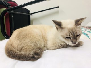 Mumu - Balinese + Siamese Cat