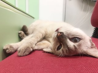 Mumu - Balinese + Siamese Cat