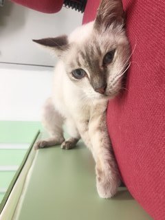 Mumu - Balinese + Siamese Cat