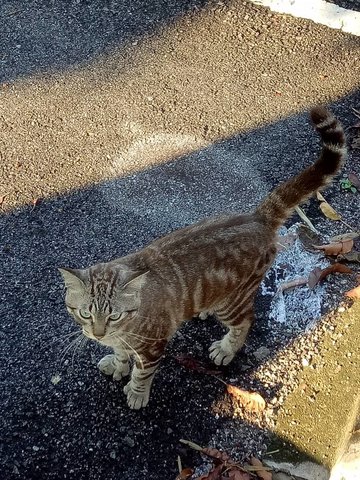 Stray Cat - American Shorthair Cat