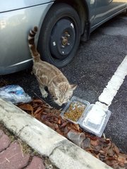 Stray Cat - American Shorthair Cat