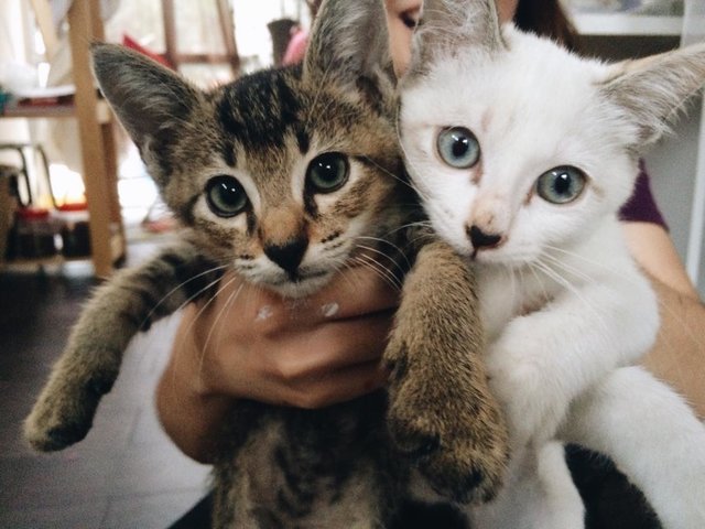 Tofu And Tosa - Oriental Short Hair + Domestic Medium Hair Cat