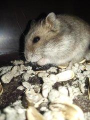 The Three Snow Whites - Short Dwarf Hamster Hamster