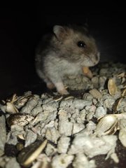 The Three Snow Whites - Short Dwarf Hamster Hamster