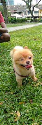 Brownie - Pomeranian Dog