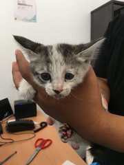 The first day after we found her on LDP highway