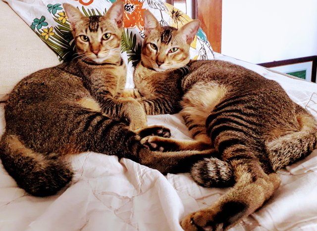 Cupid &amp; Koel  - Tabby Cat