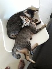 Cupid &amp; Koel  - Tabby Cat