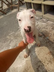 Sake - Pit Bull Terrier Dog