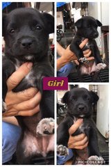 7 Cute Puppies  - Mixed Breed Dog