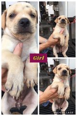 7 Cute Puppies  - Mixed Breed Dog