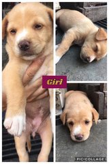 7 Cute Puppies  - Mixed Breed Dog