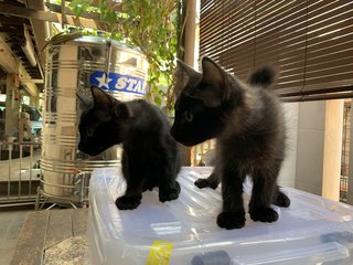 Talia &amp; Babies - Tuxedo Cat