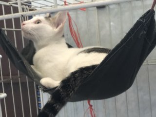 Kitty hammock 