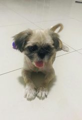 Benjee (Dv) - Shih Tzu Dog