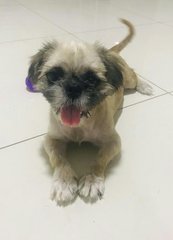 Benjee (Dv) - Shih Tzu Dog