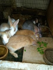 6 Rabbits  - Bunny Rabbit Rabbit