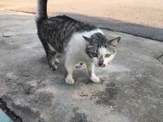 Cat  - Bobtail Cat