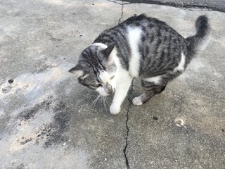 Cat  - Bobtail Cat