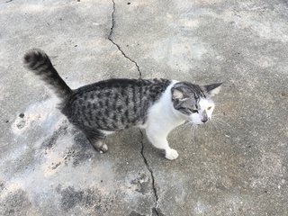 Cat  - Bobtail Cat