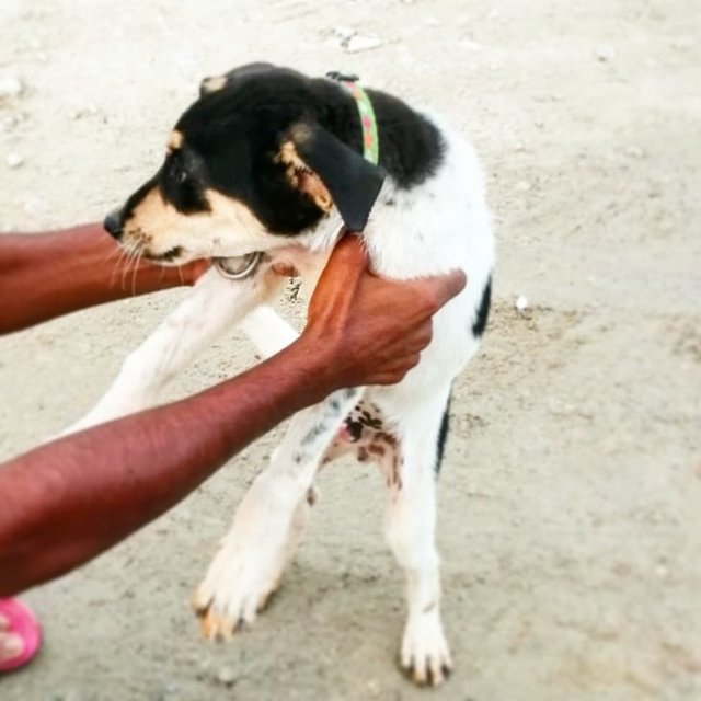 Johen - Mixed Breed Dog