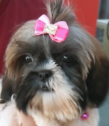 Regina Nair Kaur  - Shih Tzu Dog