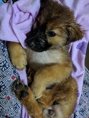 Tobi after shower, laid down calmly