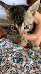 Tiny - Tabby Cat