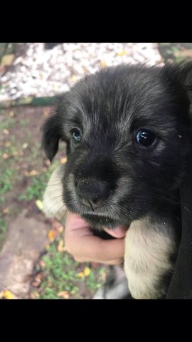 Melvin Ivan Peggy - Golden Retriever Mix Dog