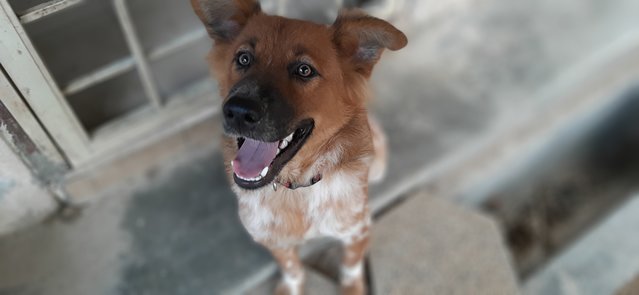 Milky - Mixed Breed Dog