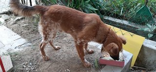 Milky - Mixed Breed Dog