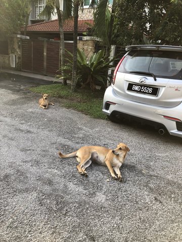 Sisters - Mixed Breed Dog