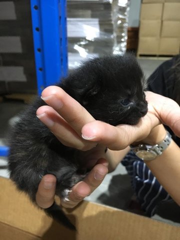 Cute Lucky Kitten - Domestic Medium Hair Cat