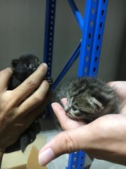 Cute Lucky Kitten - Domestic Medium Hair Cat