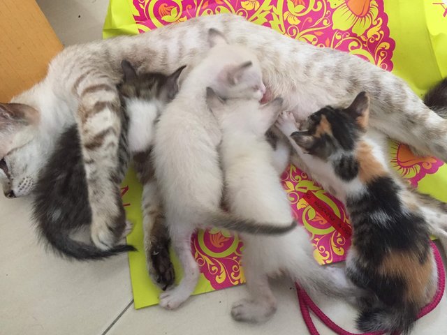 4 Kittens For Immediate Adoption - Singapura + Domestic Medium Hair Cat