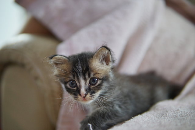 Hello - Domestic Medium Hair Cat