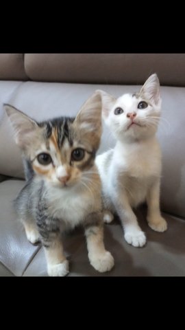 Sweet Siblings - American Shorthair Cat