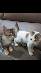 Sweet Siblings - American Shorthair Cat