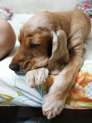 Butter Girl - Cocker Spaniel Dog