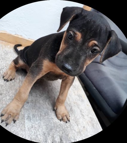 Bbm - Mixed Breed Dog