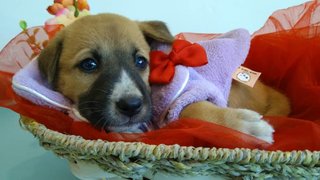 Bola/sushi - Mixed Breed Dog