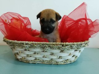 Bola/sushi - Mixed Breed Dog