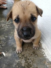 Bola/sushi - Mixed Breed Dog