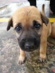 Bola/sushi - Mixed Breed Dog