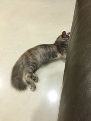 Lisa - Domestic Long Hair + Maine Coon Cat